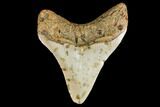 Fossil Megalodon Tooth - North Carolina #130702-2